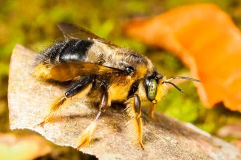 A great yellow bumblebee on a leaf Stock Photos