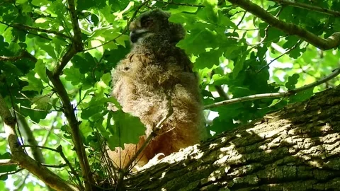 Great Young Owl in Spring on a Branch at the Nest Tree Stock Footage 131115567