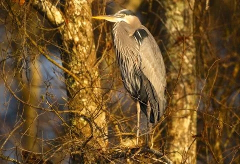 GreatBlueHeron,winter Stock Photos