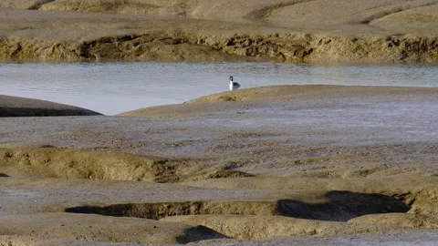 GreatCrestedGrebeFeeding Stock Footage 257096209