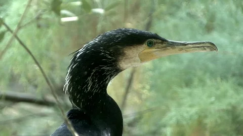 Greate cormorant Stock Footage 631703
