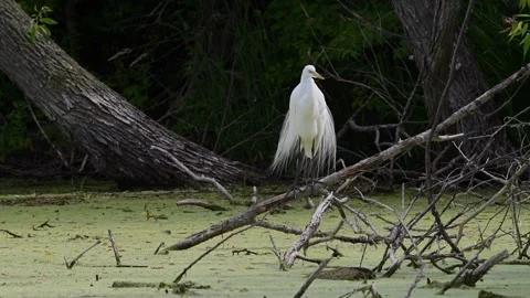 GreatEgretShakeoff 動画素材 252984278