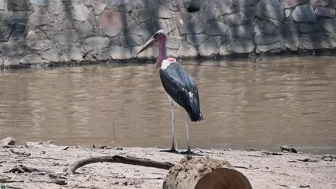 Greater-adjutant stork elegantly strolling besides water in Maasai Mara Stock Footage 319069355