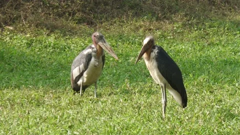 Greater adjutant storks Video stock 170568726