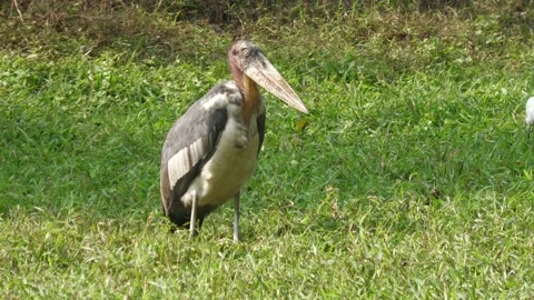 Greater adjutant storks Video stock 170568730