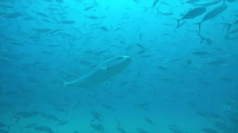 Greater amberjack (Seriola dumerili) Stockbeeldmateriaal 59089421