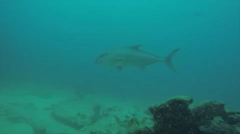 Greater amberjack (Seriola dumerili) Stock Footage 59099785