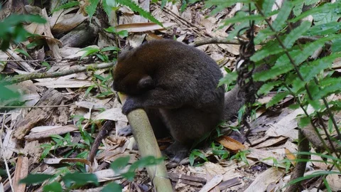Greater Bamboo Lemur on Ground Stock Footage 88567165