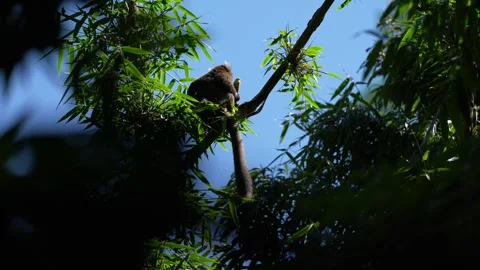 Greater bamboo lemur, Hapalemur simus, on the bamboo tree forest, blue sky sunny Stock Footage 289776751