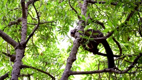 The greater bamboo lemur (Prolemur simus) 動画素材 114969828