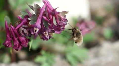 Greater bee fly collects nectar from spring flowers Stock Footage 174666846