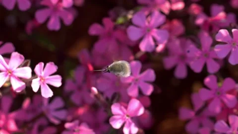 Greater bee fly flying over pink and purple saponaria Bressingham flowers 스톡 동영상 244916623