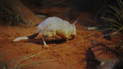 Greater bilby Stock Footage 134128402