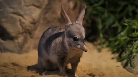 Greater Bilby,night, lighted, Stock Footage 155100926
