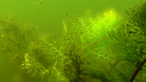 Greater bladderwort or common bladderwort (Utricularia vulgaris), insectivoro Stock Footage 192369233