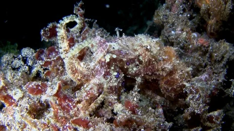 Greater blue-ringed octopus (Hapalochlaena lunulata) are mating Stock Footage 90802441