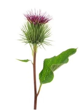 Greater Burdock flower Stock Photos