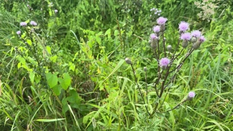 Greater burdock growing in summer Stock Footage 326006003