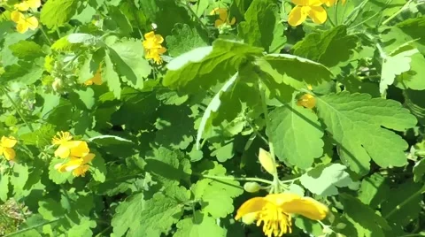 Greater celandine Stock Footage 48083611