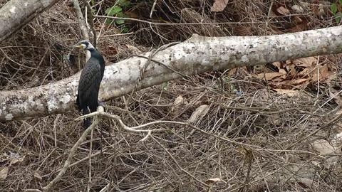 A greater cormorant Stock Photos