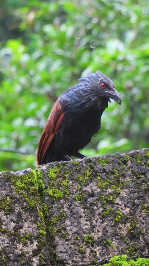 Greater coucal bird calling with a deep, resonant sound Vídeos de archivo 313488003