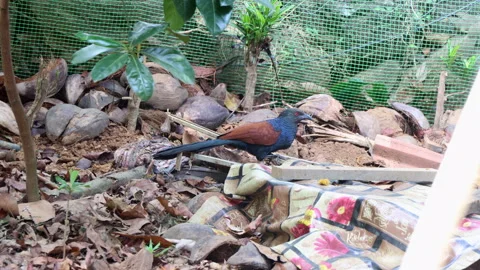 Greater coucal bird, crow pheasant Stock Footage 277868892