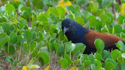 Greater coucal bird foraging in green ground vegetation Stock-Footage 336896840