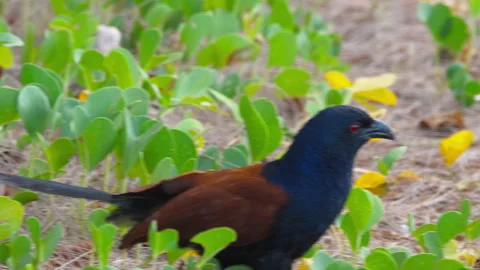Greater coucal bird foraging in green leaves on sandy beach Stock Footage 340522331