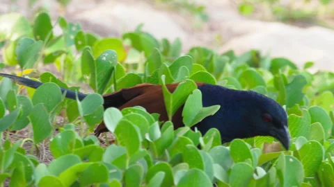 Greater coucal bird freeing itself from plastic wrap in beach vegetation Stockbeeldmateriaal 339206257