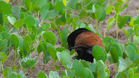Greater coucal bird preening and looking alert in green foliage Stock Footage 337833691