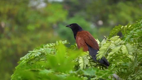 Greater Coucal bird sitting on a tree branch Stock Footage 202347583