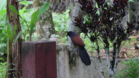 Greater coucal / crow pheasant bird song, making sound Video stock 277674061