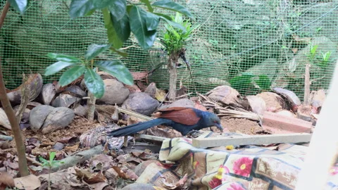 Greater Coucal (Crow Pheasant) Bird Catching and Eating Prey Stock Footage 277869818