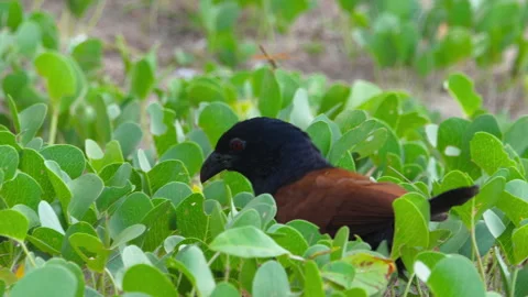 Greater coucal crow pheasant foraging in green coastal vegetation Stock Footage 336678379