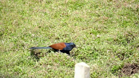 Greater Coucal with distinctive copper-brown wings and black body Stock Footage 331016002