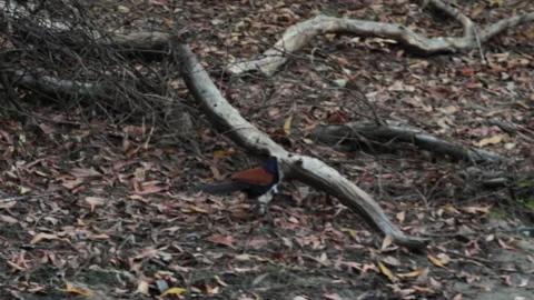 Greater coucal foraging on ground among dry leaves in forest Stock Footage 340919294
