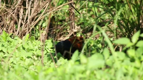 Greater Coucal on  the ground Stock Footage 56240858