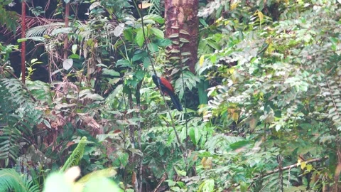 Greater coucal in mountainous rainforest Video stock 317003317