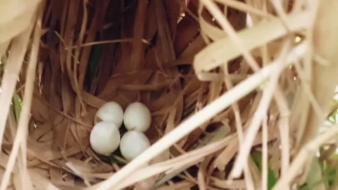 Greater coucal or crow pheasant eggs Stock Footage 171891782