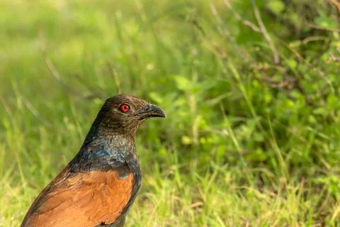 Greater Coucal Stock Photos