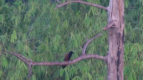 Greater Coucal Repeated Synchronized Hoot Calls, Palawan Stock Footage 338282700