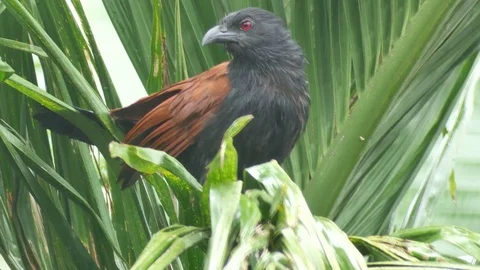 Greater coucal scouting on the tree Stock Footage 93751349