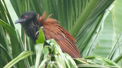 Greater coucal the tree branch 스톡 동영상 93707138