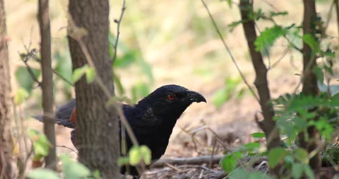Greater coucal walking and foraging in forest undergrowth, Crow pheasants Stock Footage 332195592