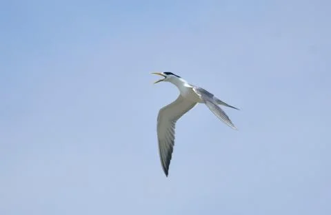 Greater crested tern  in fly Foto stock
