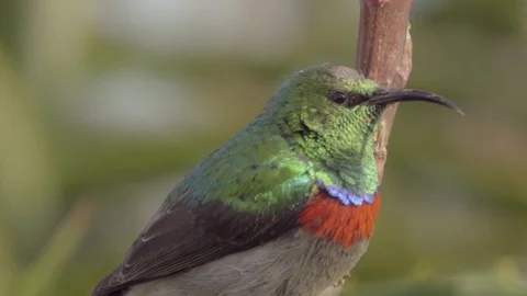 Greater Double-collared Sunbird perched on branch Video stock 84043016