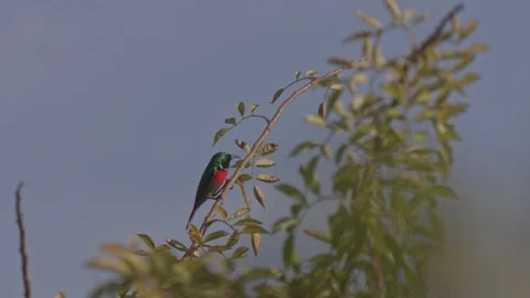 Greater Double-collared Sunbird sitting on rose branch twig in sun Stock Footage 276387604