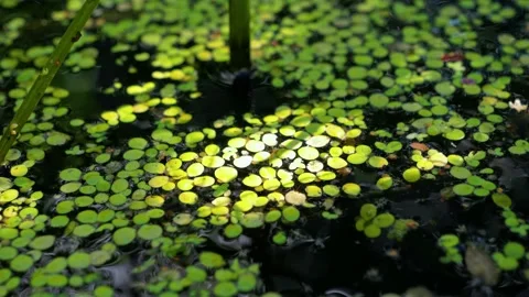 Greater duckweed floating leaves in eutrophic pond Video stock 157002931