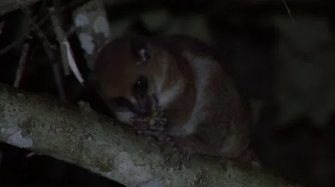 Greater Dwarf Lemur feeds on fruit on branch in the night in rainforest Stock Footage 54156809