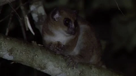 Greater Dwarf Lemur feeds on fruit on branch in the night in rainforest Stock Footage 54156917